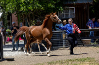 3) GSF Exoticaa PB Filly
