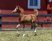 ShermanRanch0524_0695