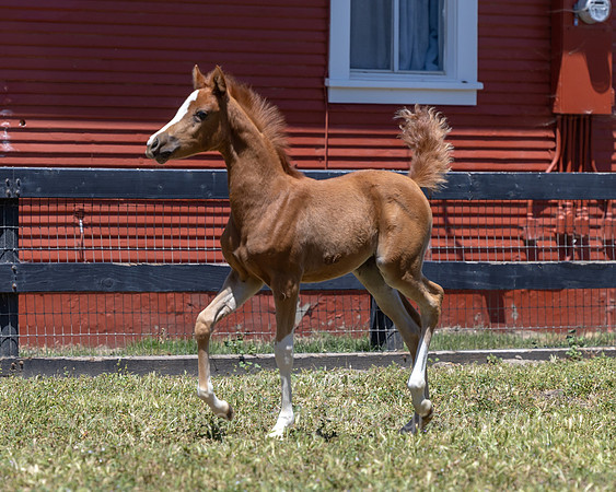 ShermanRanch0524_0695