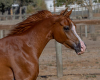 TesoraFall16_0133