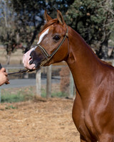 TesoraFall16_0095