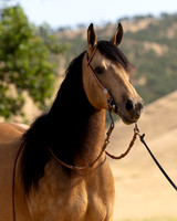 EA_Buckskin-2730
