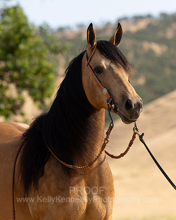 EA_Buckskin-2730