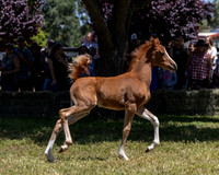 ShermanRanch0524_0834