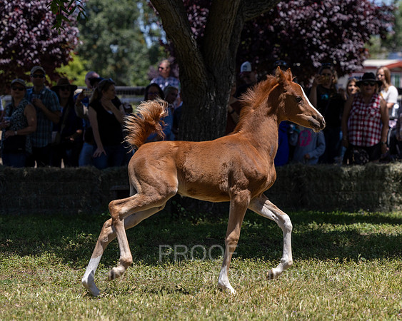 ShermanRanch0524_0834