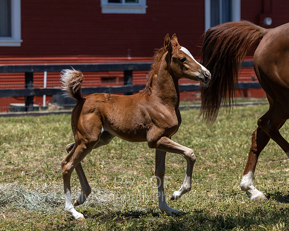 ShermanRanch0524_1499