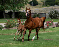 RivieraGold0624-6411