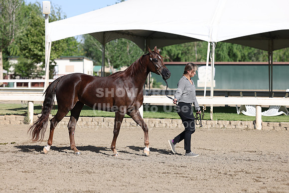 DAHA22_Fri_1558
