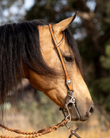 EA_Buckskin-2899