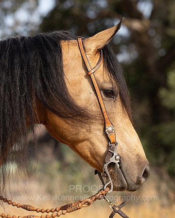 EA_Buckskin-2899