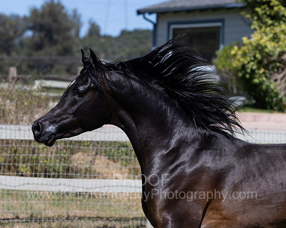 PrinceMacV_0625_5982