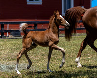 ShermanRanch0524_1500