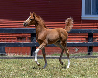 ShermanRanch0524_0705