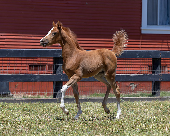 ShermanRanch0524_0705