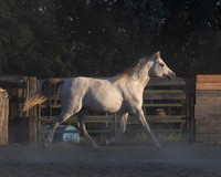 NechoMay25_4436