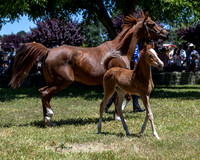 ShermanRanch0524_1542