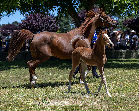 ShermanRanch0524_1542