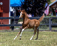ShermanRanch0524_0587