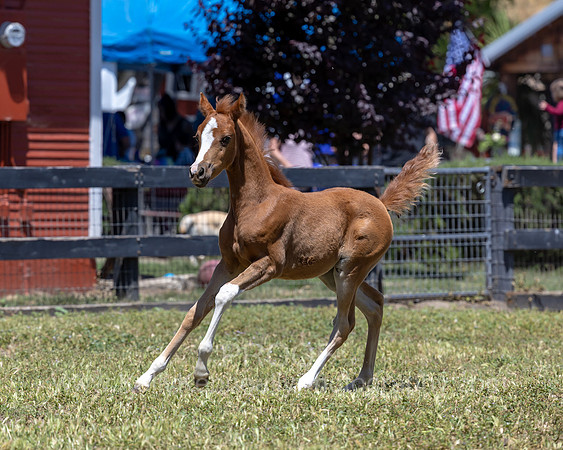 ShermanRanch0524_0587