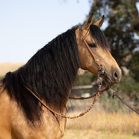 EA_Buckskin-2930