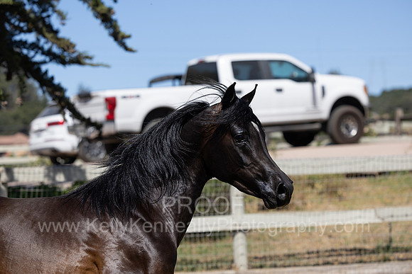 PrinceMacV_0625_6460