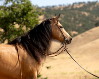 EA_Buckskin-2585