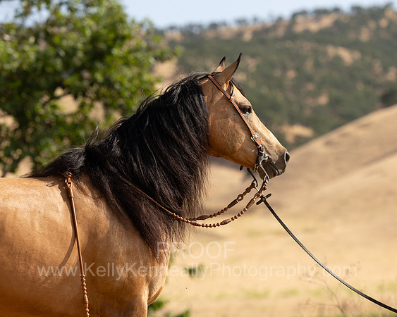 EA_Buckskin-2585