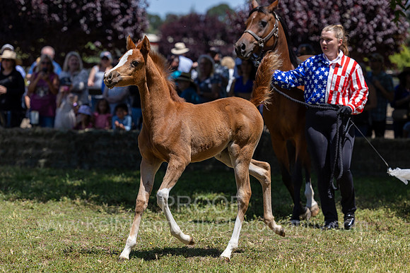 ShermanRanch0524_1268