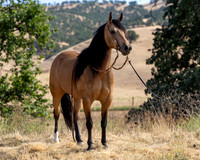 EA_Buckskin-2760
