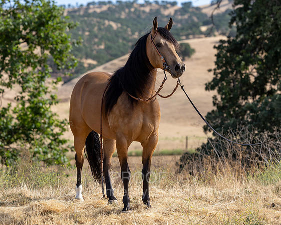 EA_Buckskin-2760