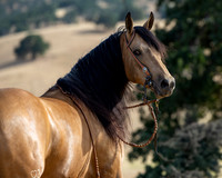EA_Buckskin-2818