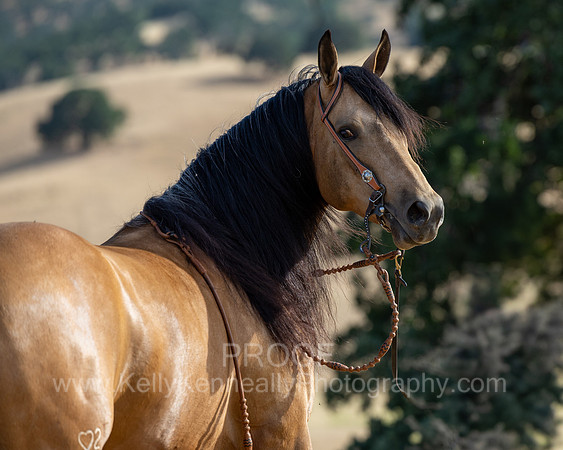 EA_Buckskin-2818