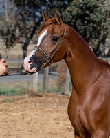 TesoraFall16_0094